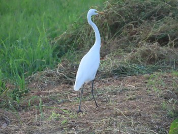 Medium Egret 金武町(沖縄県) Sun, 9/10/2023