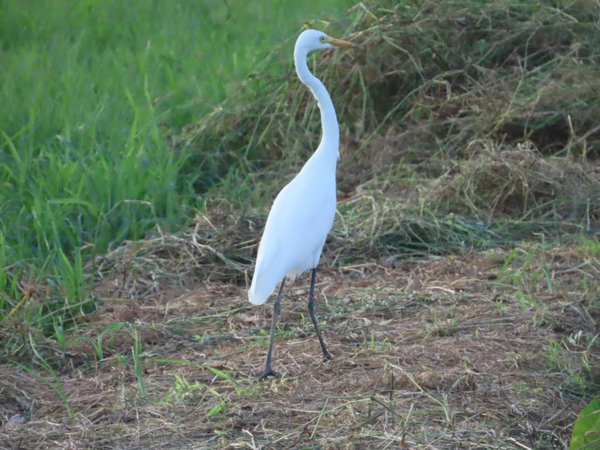 金武町(沖縄県) チュウサギの写真 by 生き物好きのY