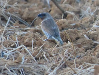 Scaly-breasted Munia 金武町(沖縄県) Sun, 9/10/2023