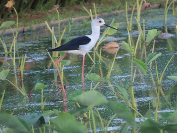 Black-winged Stilt 金武町(沖縄県) Sun, 9/10/2023