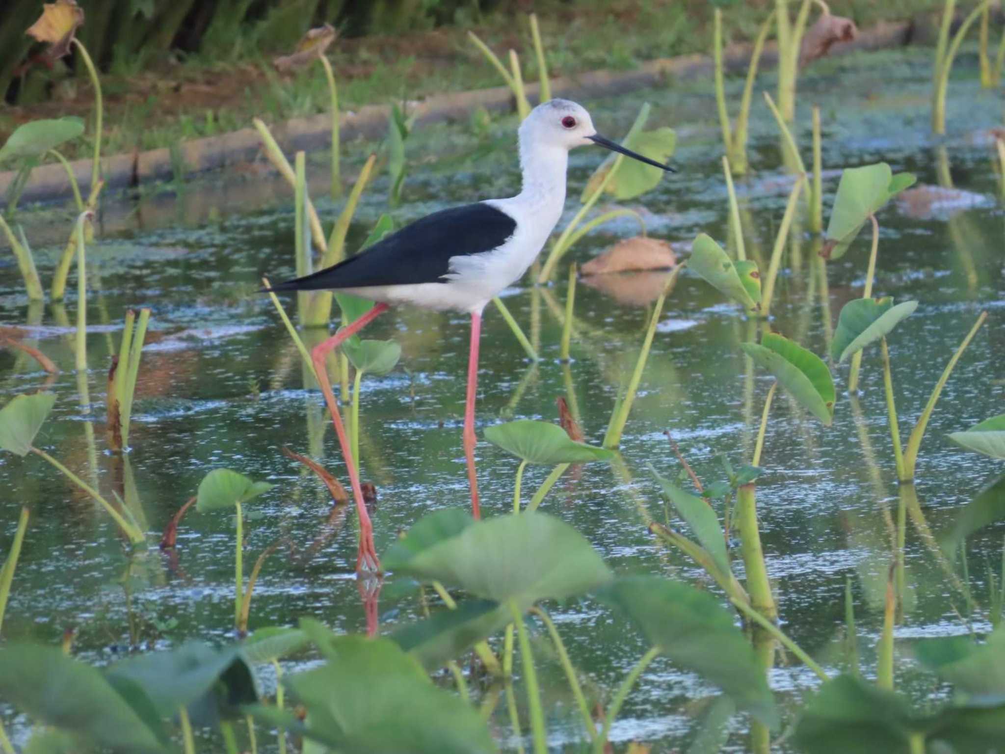 Photo of Black-winged Stilt at 金武町(沖縄県) by 生き物好きのY