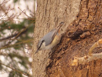 Mon, 1/29/2024 Birding report at 豊平公園(札幌市)