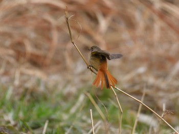 Daurian Redstart Tokyo Port Wild Bird Park Sun, 1/28/2024