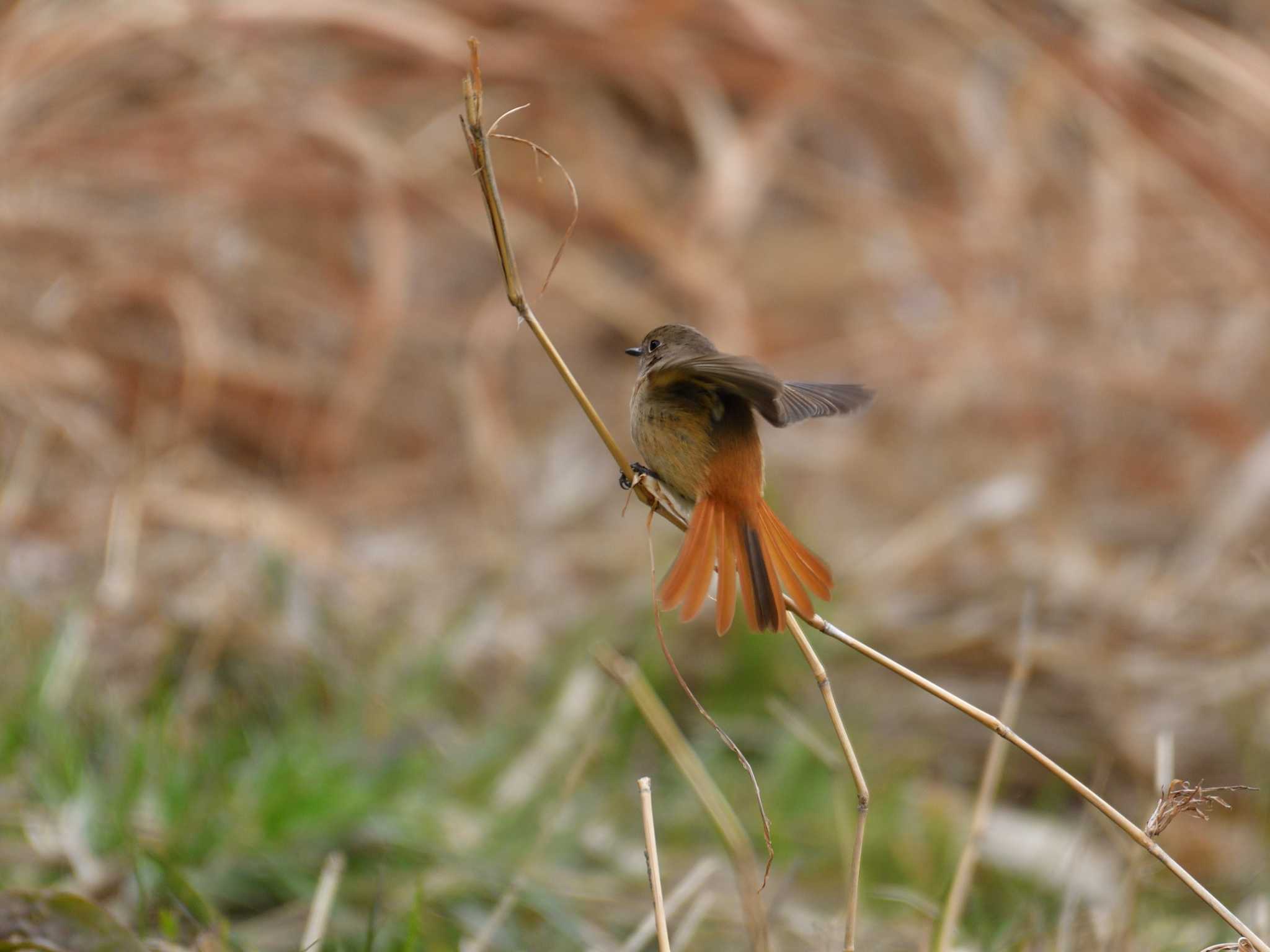 東京港野鳥公園 ジョウビタキの写真 by 80%以上は覚えてないかも