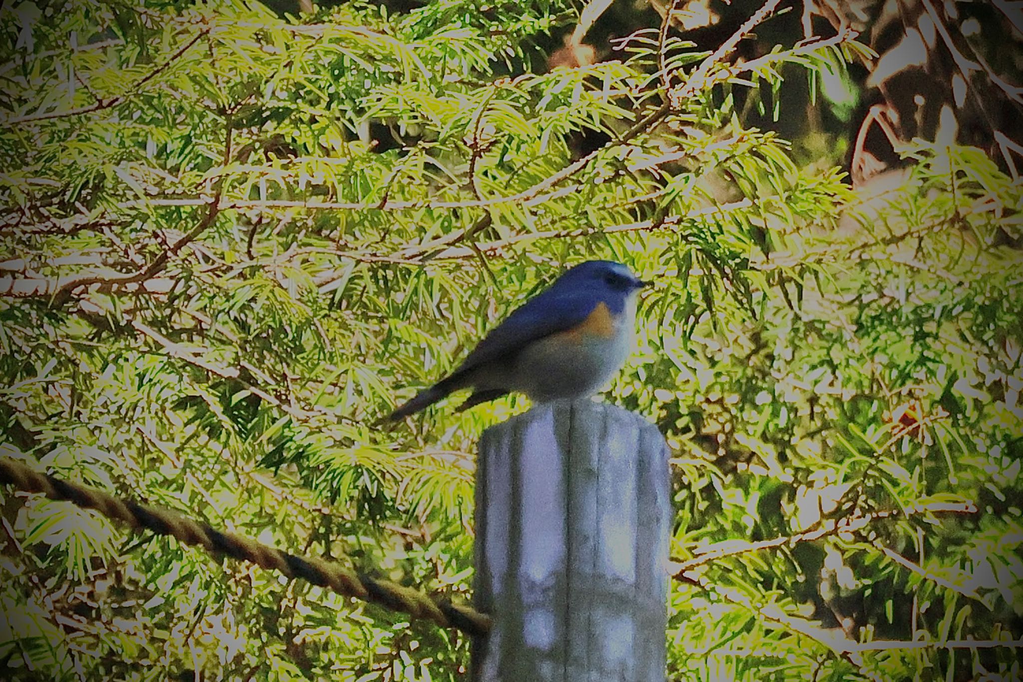 Red-flanked Bluetail