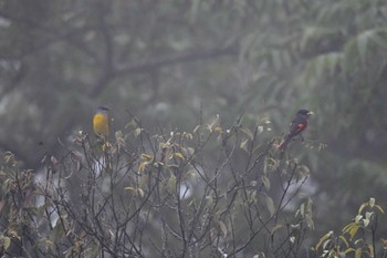 ベニサンショウクイ Phia Oac National Park 2023年5月3日(水)