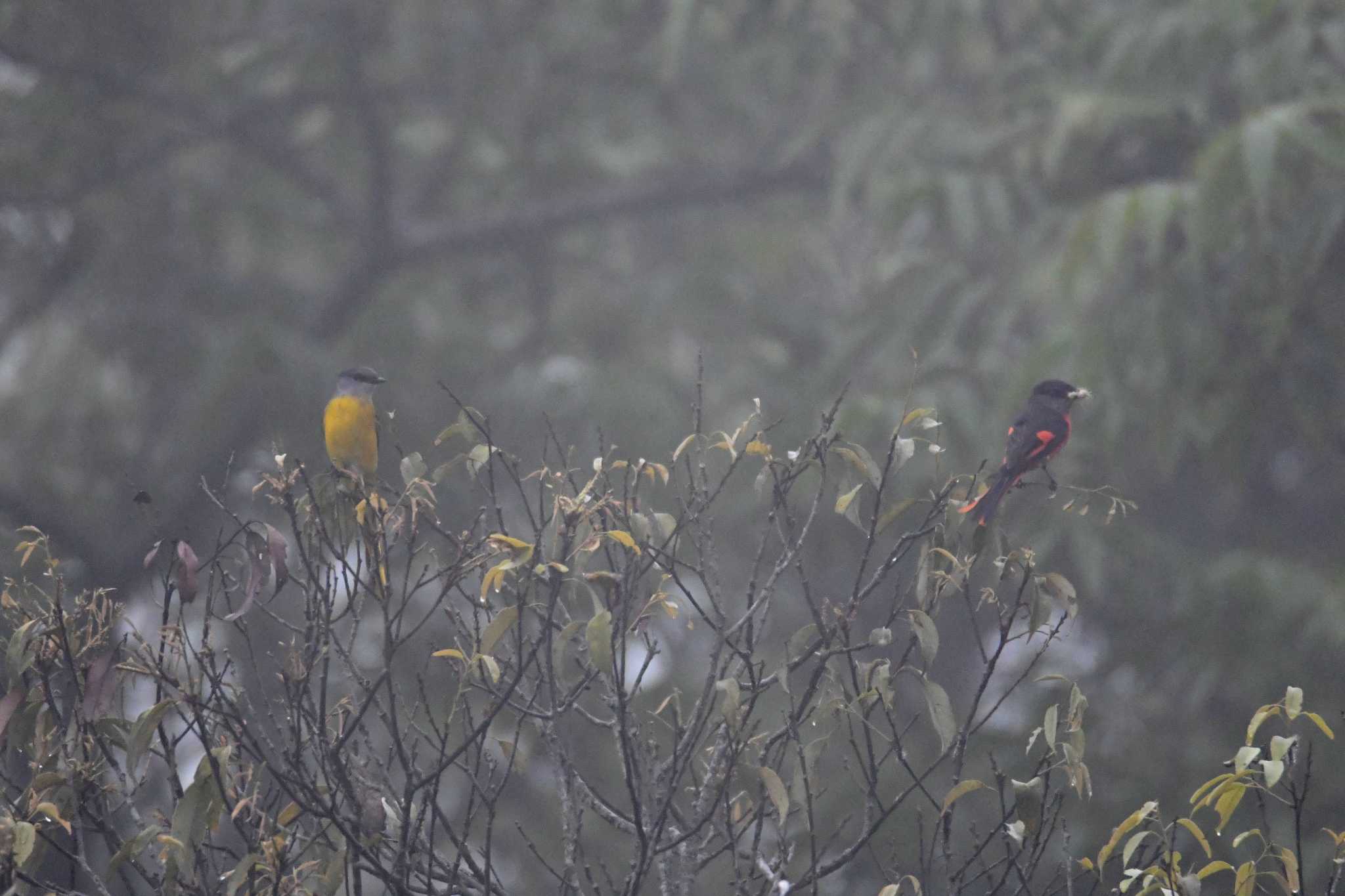 Grey-chinned Minivet