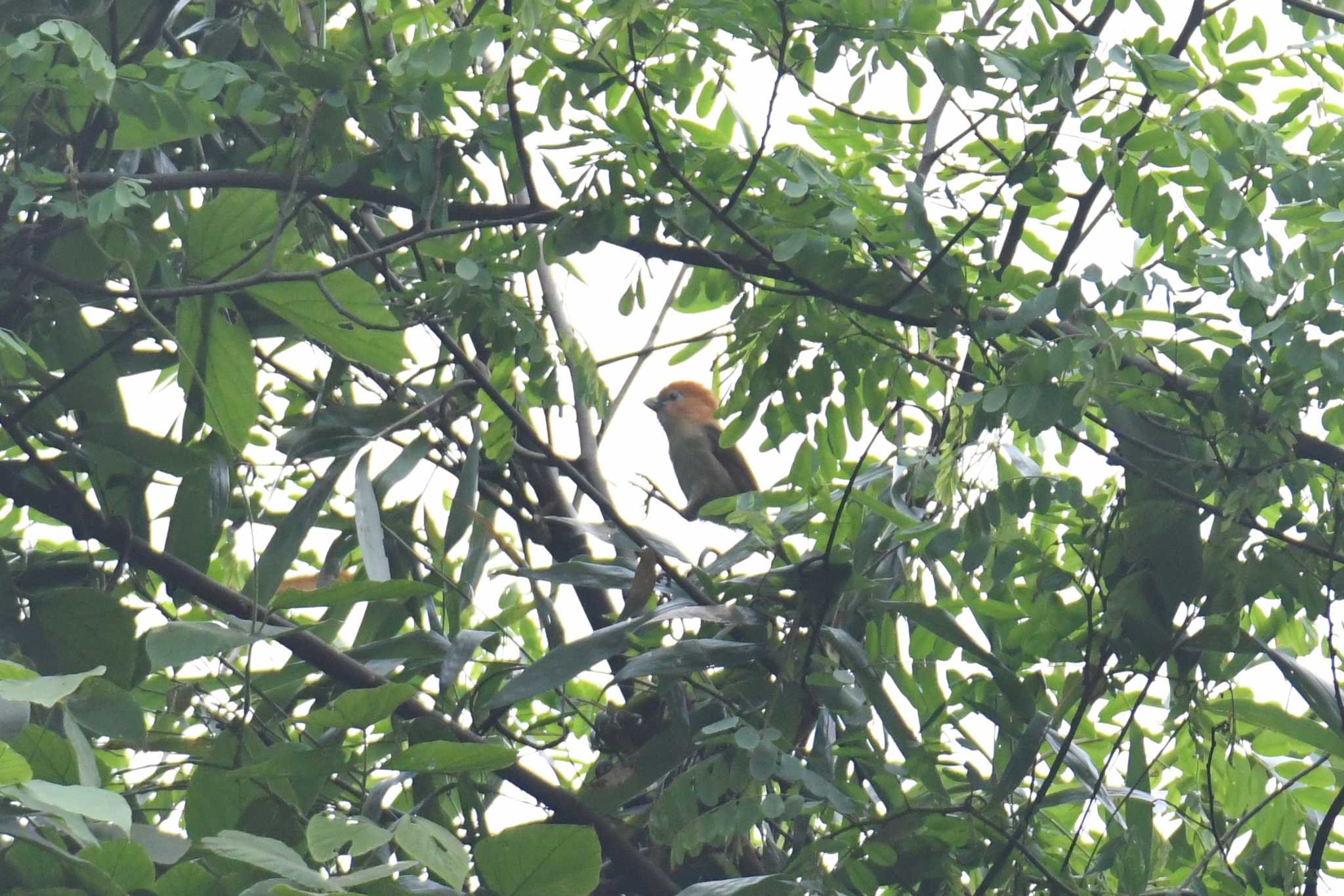 Phia Oac National Park Rufous-headed Parrotbillの写真 by あひる