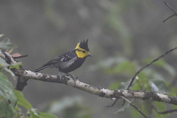 セボシカンムリガラ Phia Oac National Park 2023年5月3日(水)