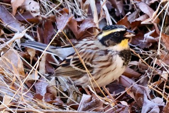 2024年1月27日(土) 多摩森林科学園の野鳥観察記録