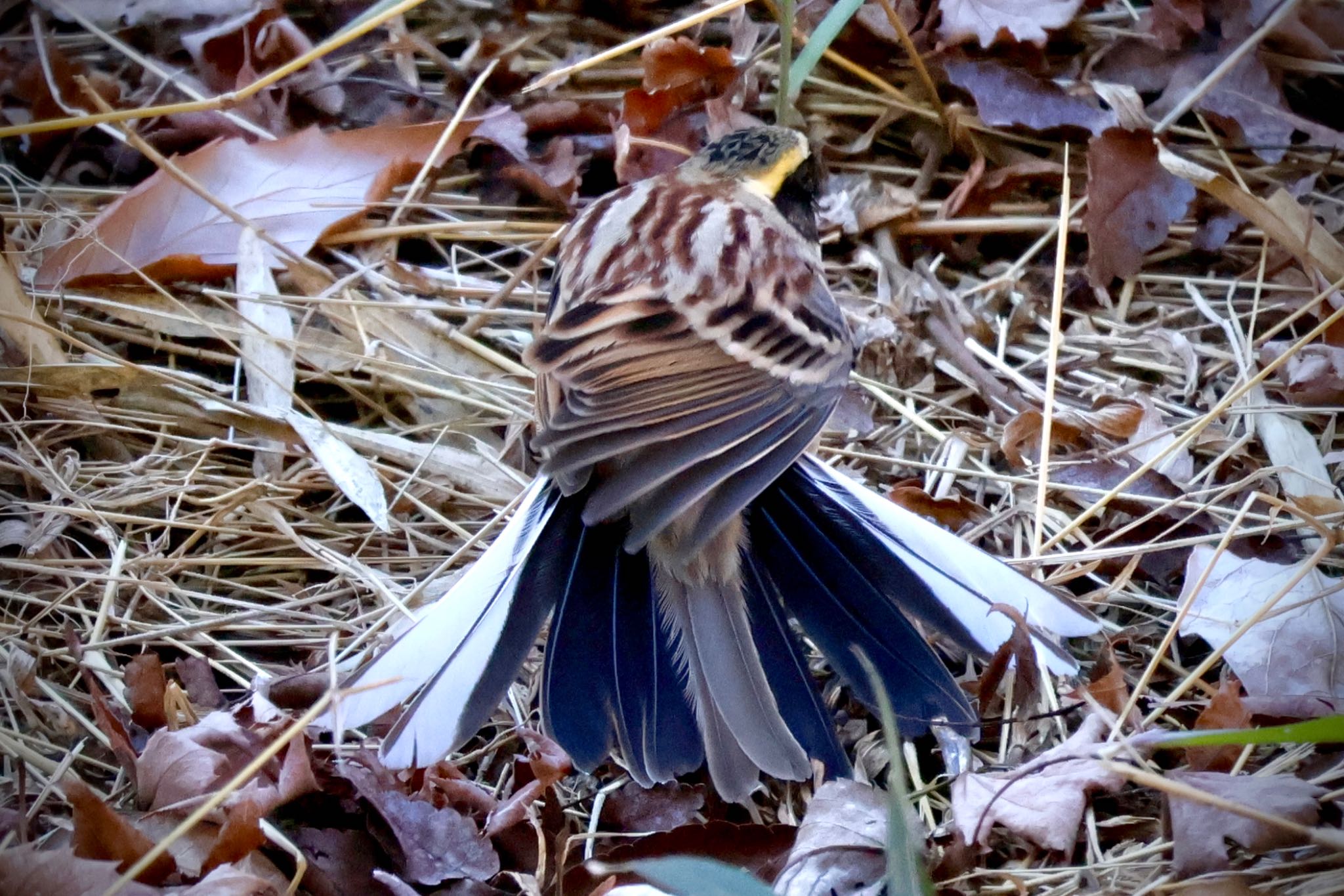 Yellow-throated Bunting