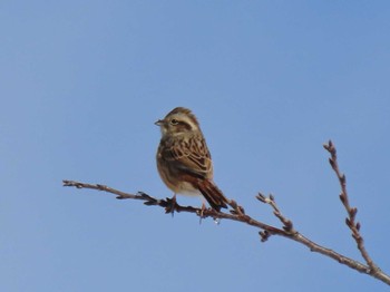 Meadow Bunting 平筒沼(宮城県登米市) Thu, 1/25/2024