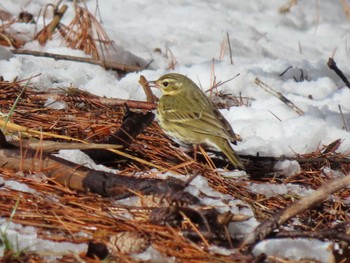 Olive-backed Pipit 平筒沼(宮城県登米市) Thu, 1/25/2024