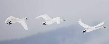 Tundra Swan 滋賀県湖北 Sun, 1/28/2024