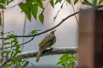 Straw-headed Bulbul Unknown Spots Sat, 1/20/2024