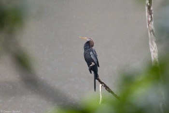 Sat, 1/20/2024 Birding report at Hindhede Nature Park (Singapore)