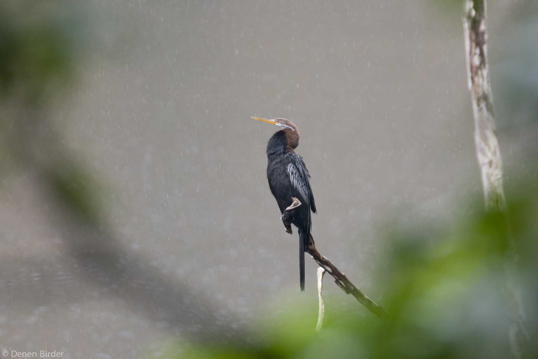 Hindhede Nature Park (Singapore) アジアヘビウの写真 by 田園Birder