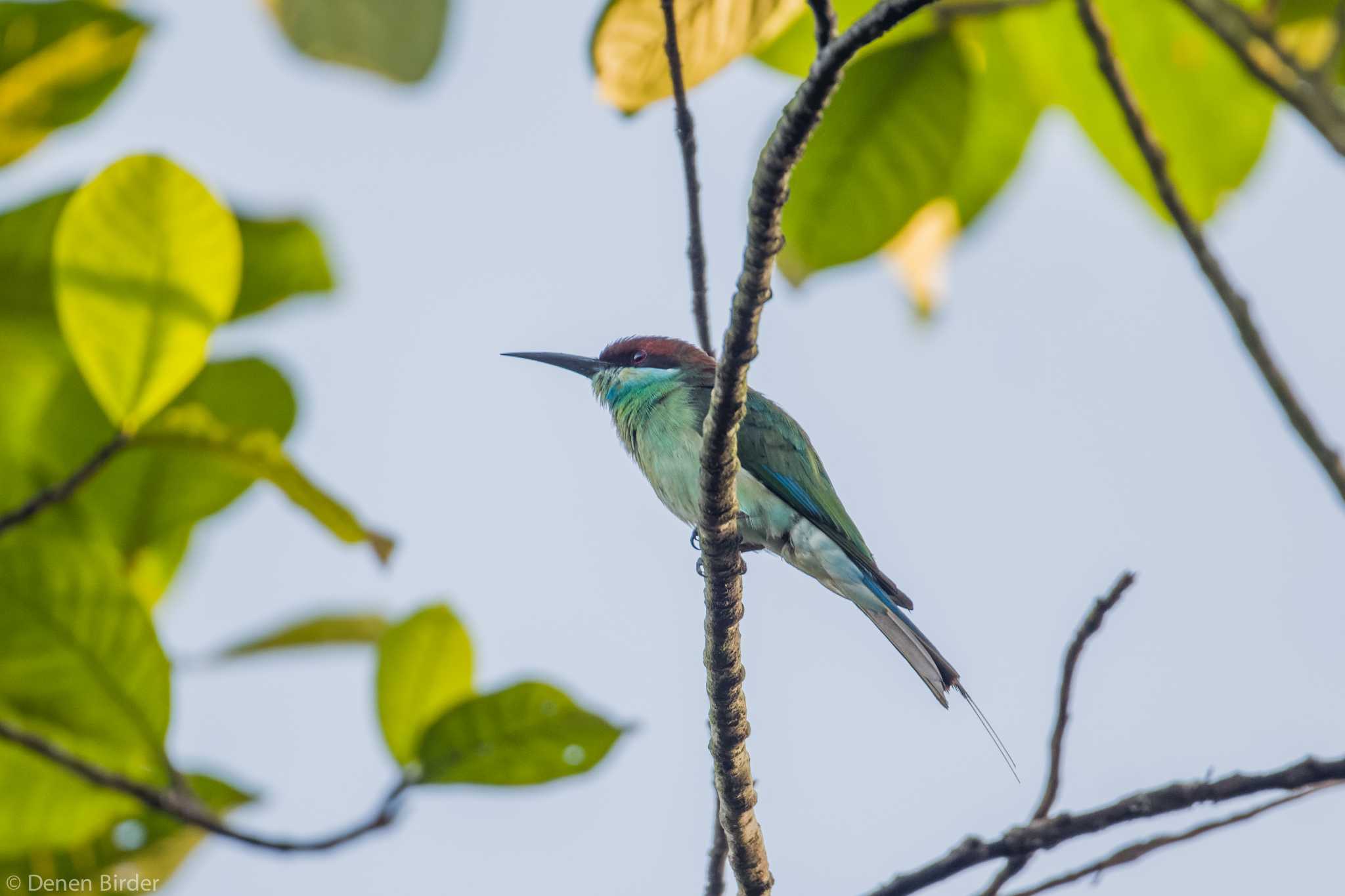 Photo of Blue-throated Bee-eater at Singapore Botanic Gardens by 田園Birder