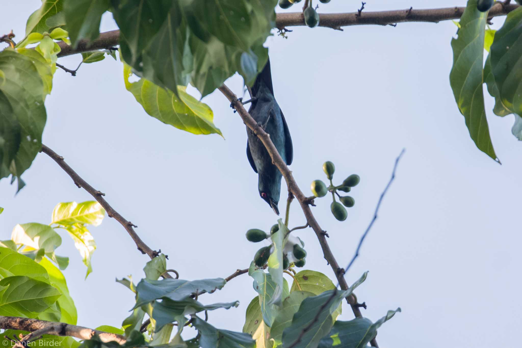 Asian Glossy Starling