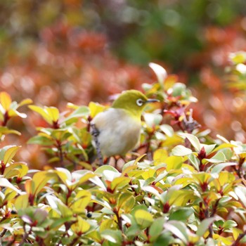 Warbling White-eye 羽田イノベーションシティ Sun, 1/28/2024