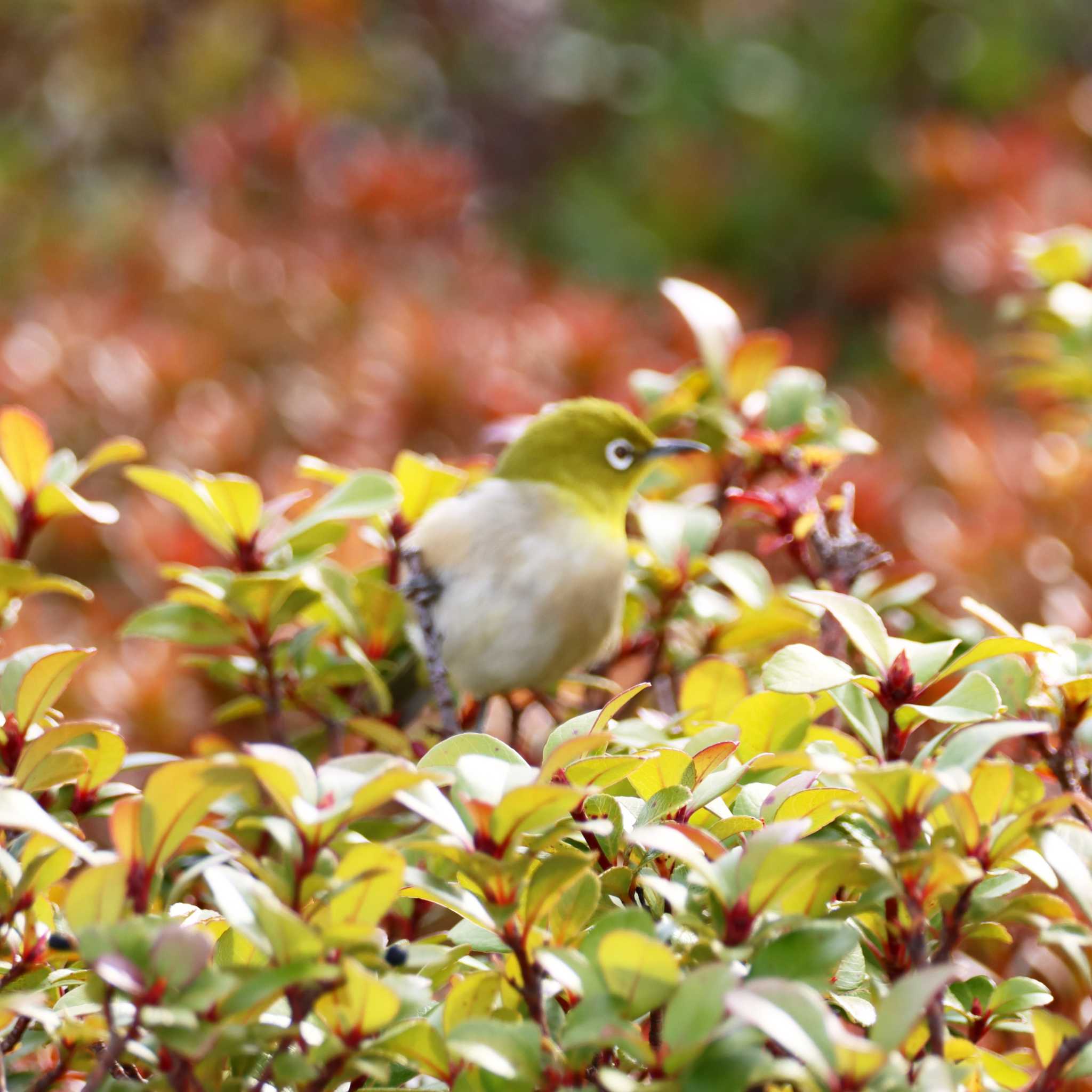 Photo of Warbling White-eye at 羽田イノベーションシティ by Kudo0927