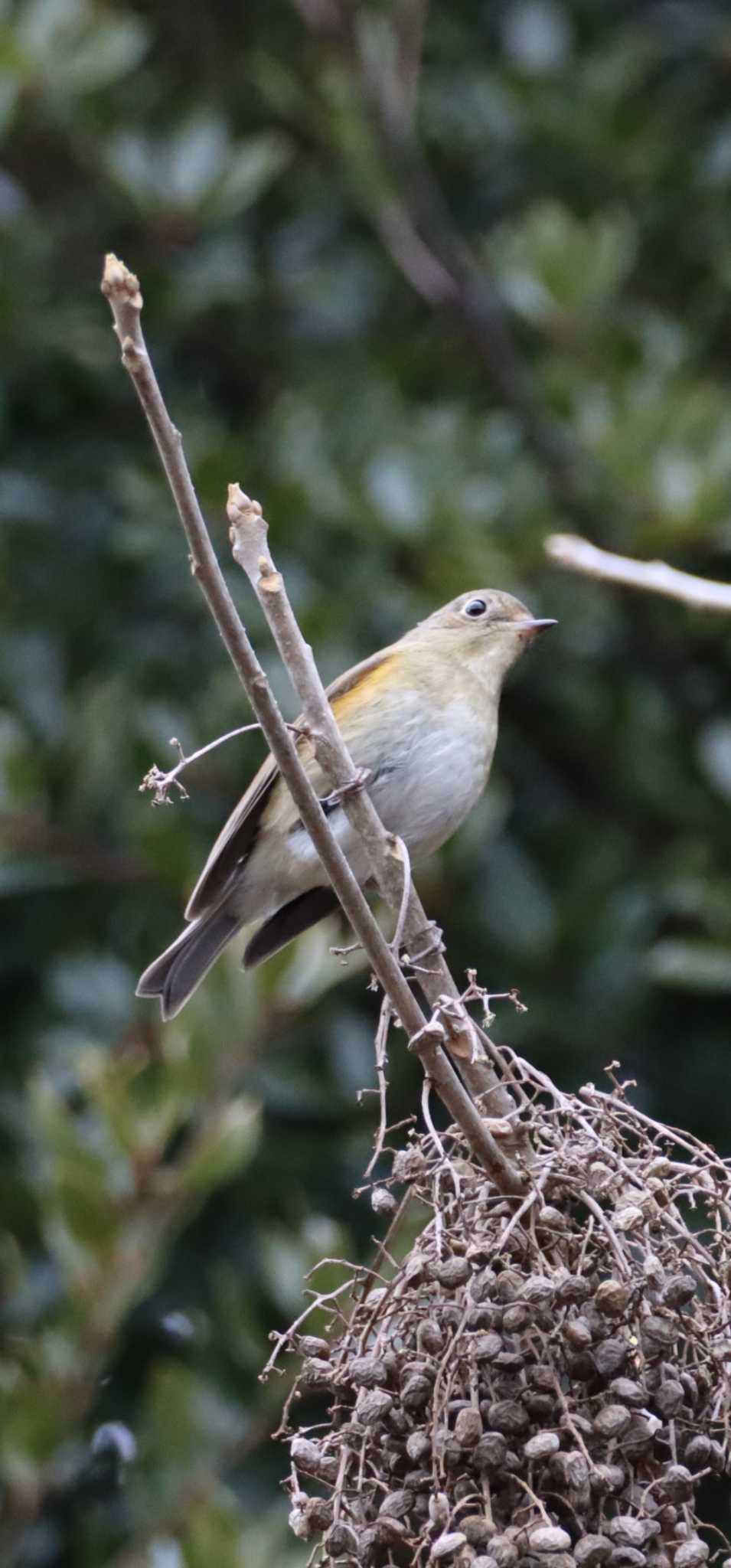 Red-flanked Bluetail