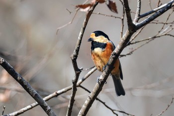 Varied Tit 宇甘渓 Mon, 1/29/2024