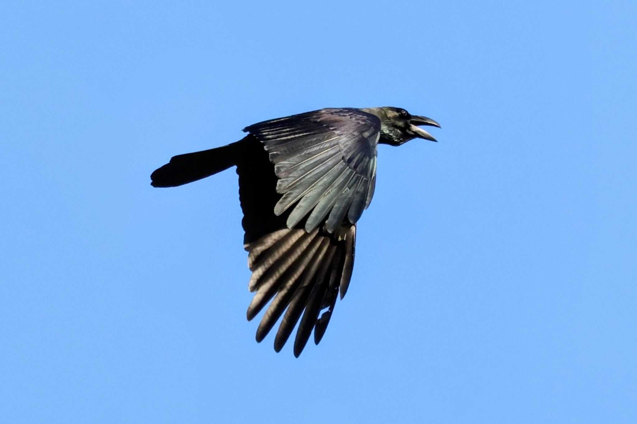 Photo of Large-billed Crow at 宇甘渓 by トビトチヌ