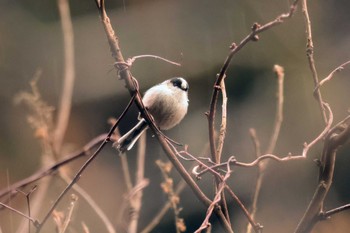 Long-tailed Tit 宇甘渓 Sun, 1/28/2024