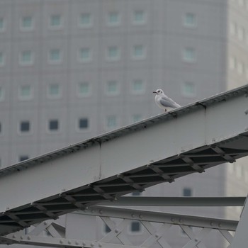 Black-headed Gull Minatomirai Wed, 11/14/2018