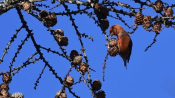 2024年1月29日(月) 南牧村の野鳥観察記録