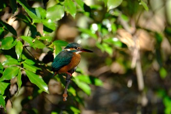 Common Kingfisher 源兵衛川 Sun, 1/14/2024