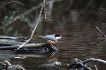 Varied Tit 愛鷹広域公園 Sat, 1/27/2024