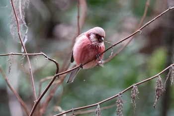 2024年1月28日(日) 早戸川林道の野鳥観察記録