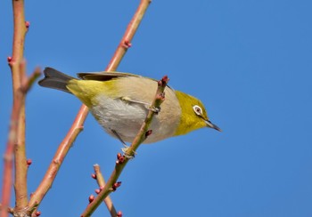 Warbling White-eye 野木神社(栃木県) Sun, 1/14/2024