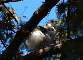 2024年1月29日(月) 井の頭公園の野鳥観察記録