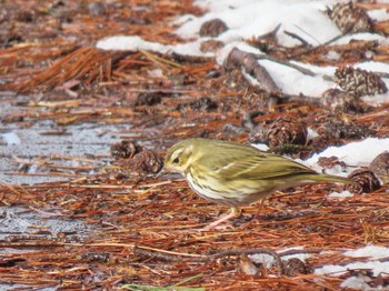 Olive-backed Pipit 平筒沼(宮城県登米市) Thu, 1/25/2024