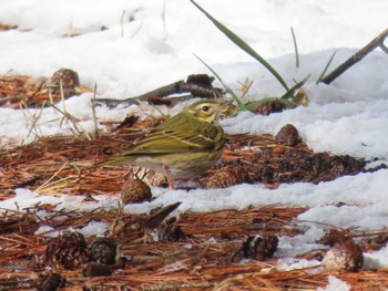 Olive-backed Pipit 平筒沼(宮城県登米市) Thu, 1/25/2024