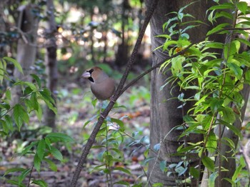 Hawfinch 多々良沼公園 Wed, 11/14/2018