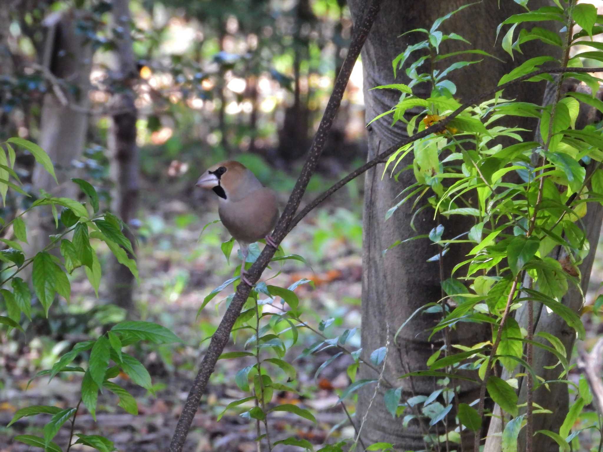 Photo of Hawfinch at 多々良沼公園 by merumumu