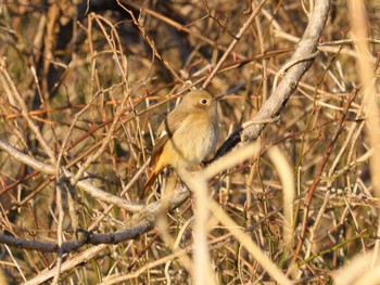 ジョウビタキ 河川環境楽園 2024年1月27日(土)