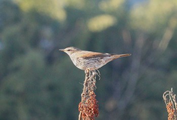 Dusky Thrush 河川環境楽園 Sat, 1/27/2024