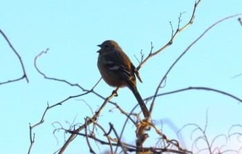 Siberian Long-tailed Rosefinch 河川環境楽園 Sat, 1/27/2024