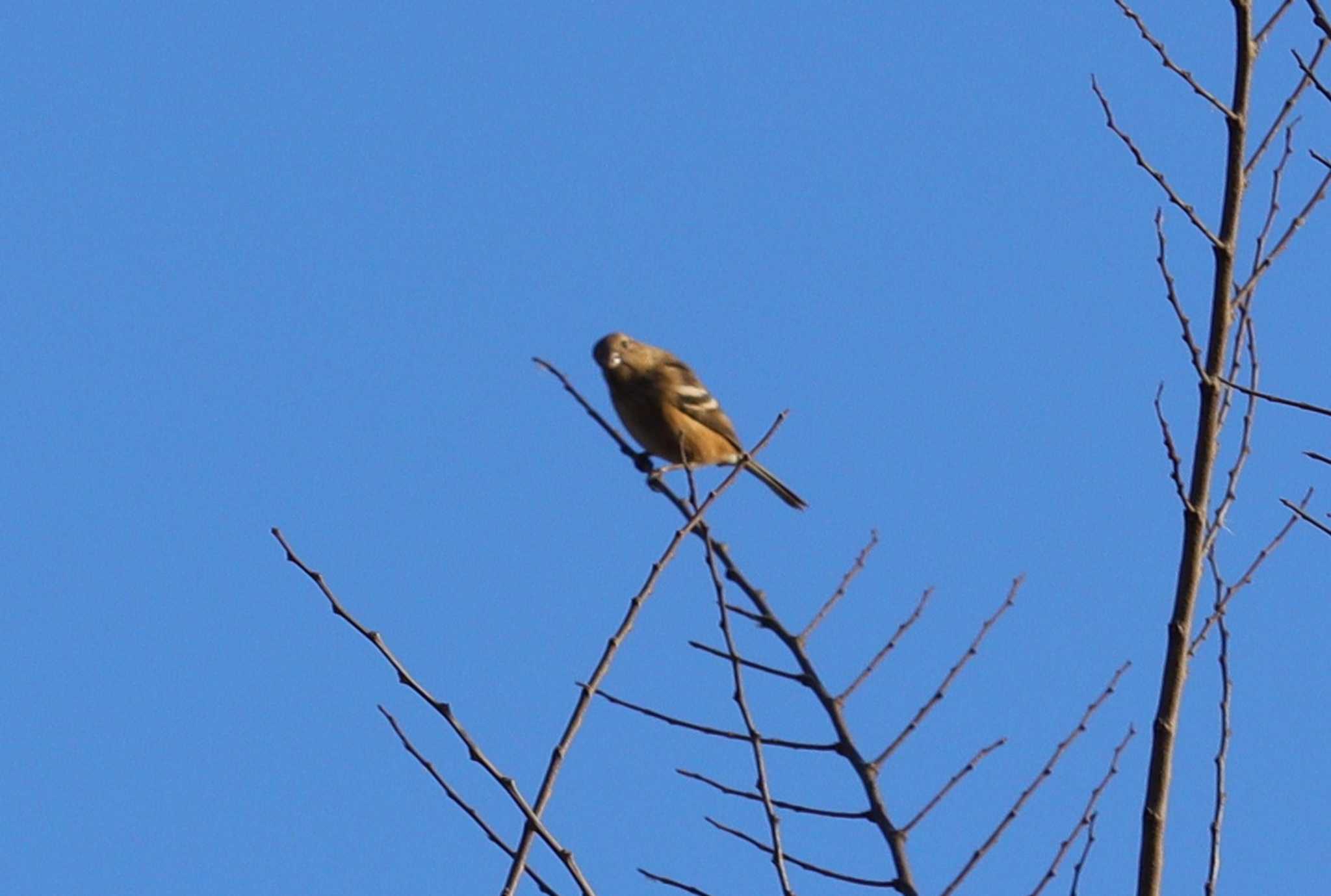 Siberian Long-tailed Rosefinch