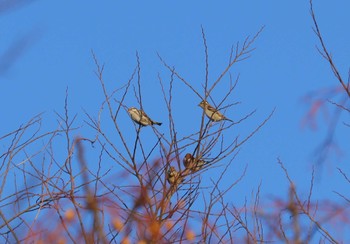 Russet Sparrow 河川環境楽園 Sat, 1/27/2024