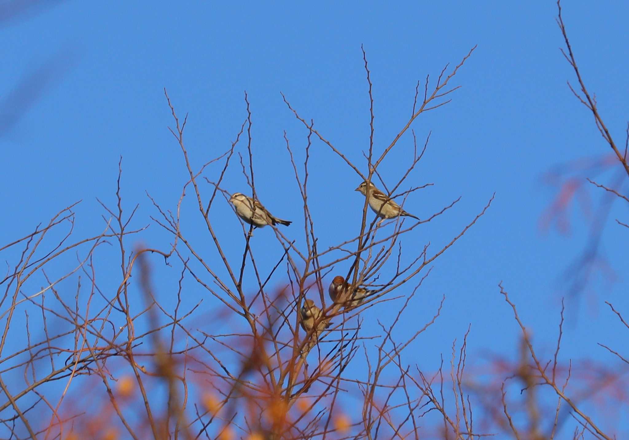 Russet Sparrow