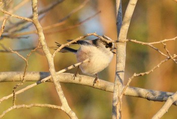 Long-tailed Tit 河川環境楽園 Sat, 1/27/2024