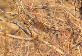 Pale Thrush 河川環境楽園 Sat, 1/27/2024