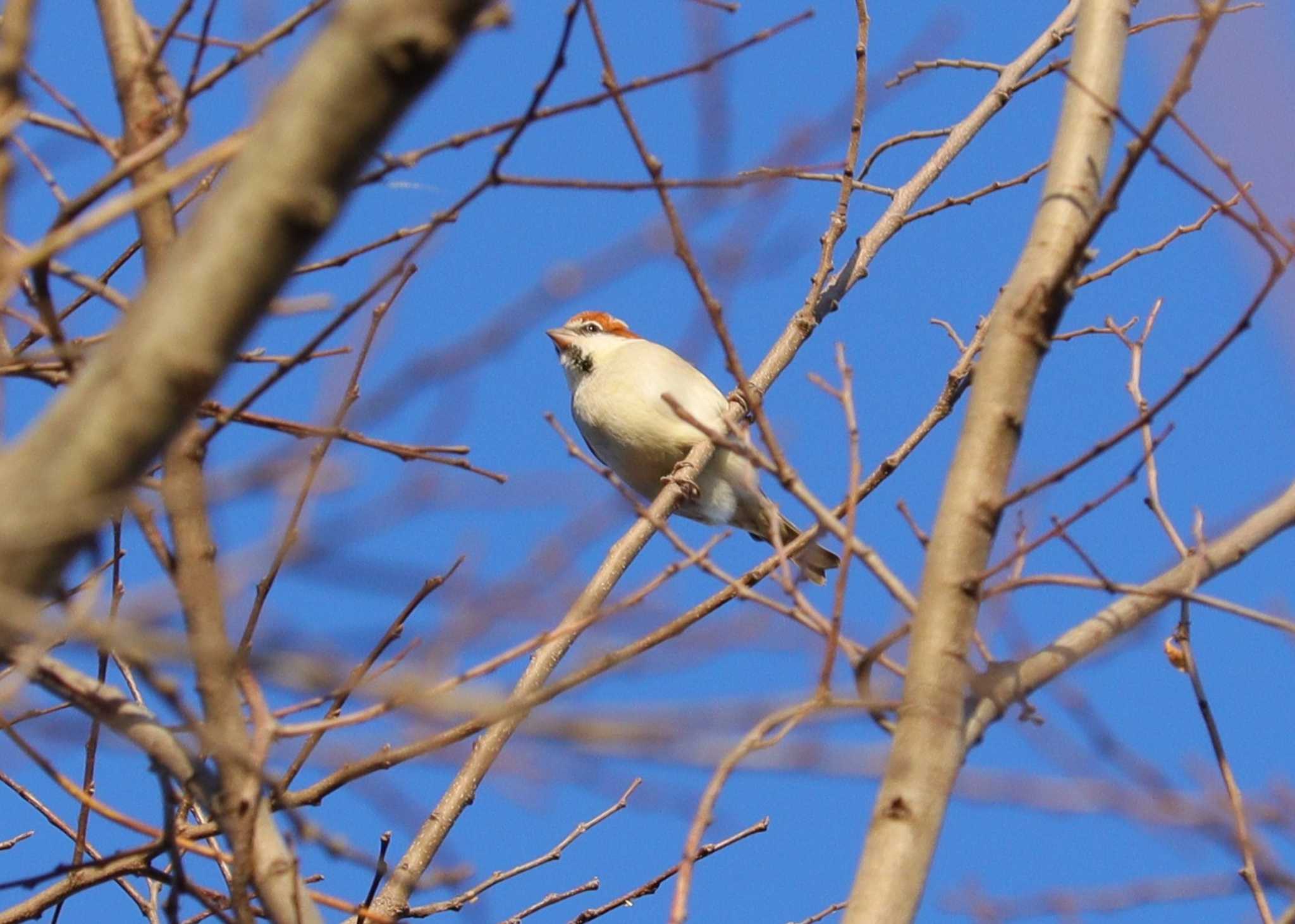 Russet Sparrow