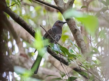 Brown-eared Bulbul(ogawae) Amami Nature Observation Forest Fri, 1/19/2024